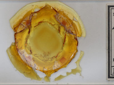 slide view of adult Ennomos subsignaria