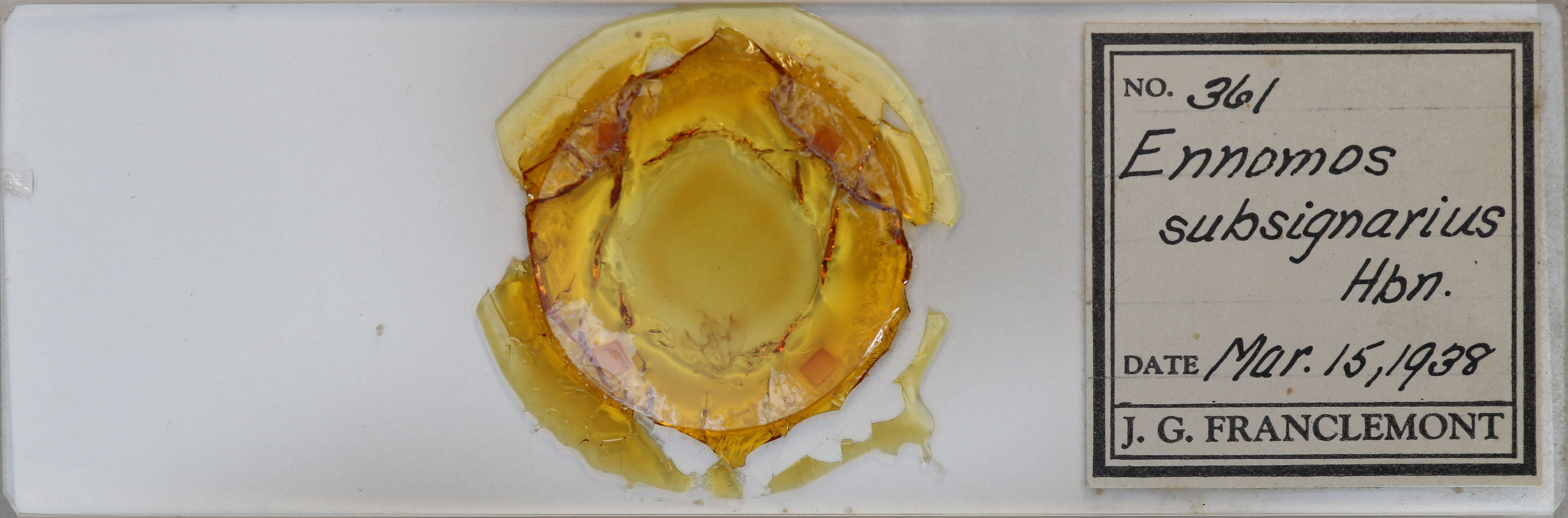 slide view of adult Ennomos subsignaria