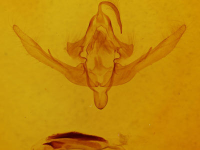 genitalia view of adult Epiglaea decliva