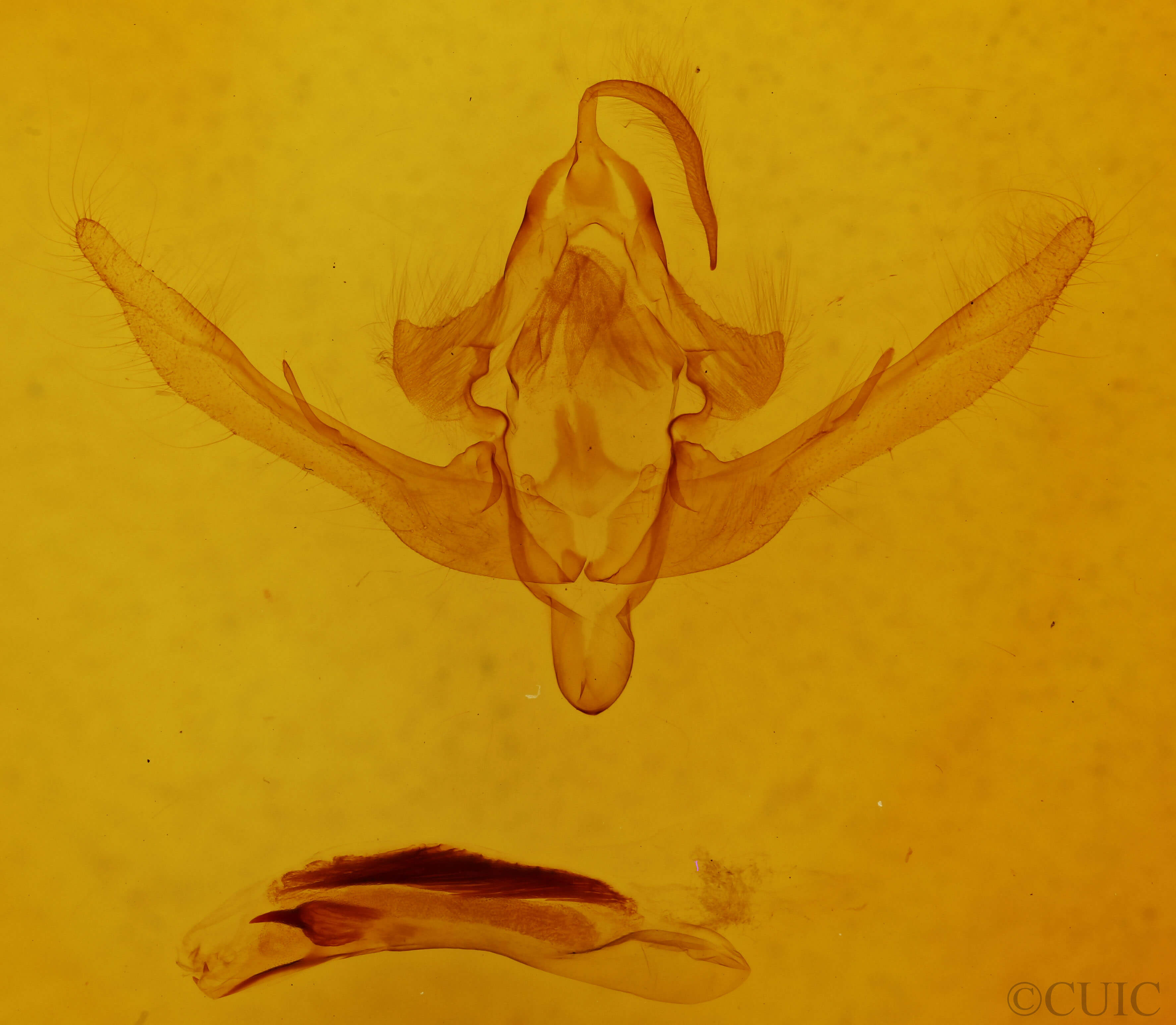 genitalia view of adult Epiglaea decliva
