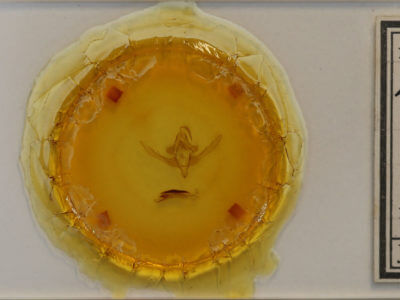 slide view of adult Epiglaea decliva