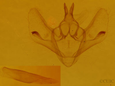 genitalia view of adult Epimecis hortaria
