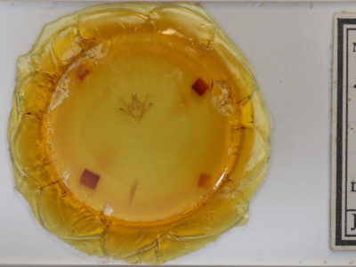 slide view of adult Epimecis hortaria