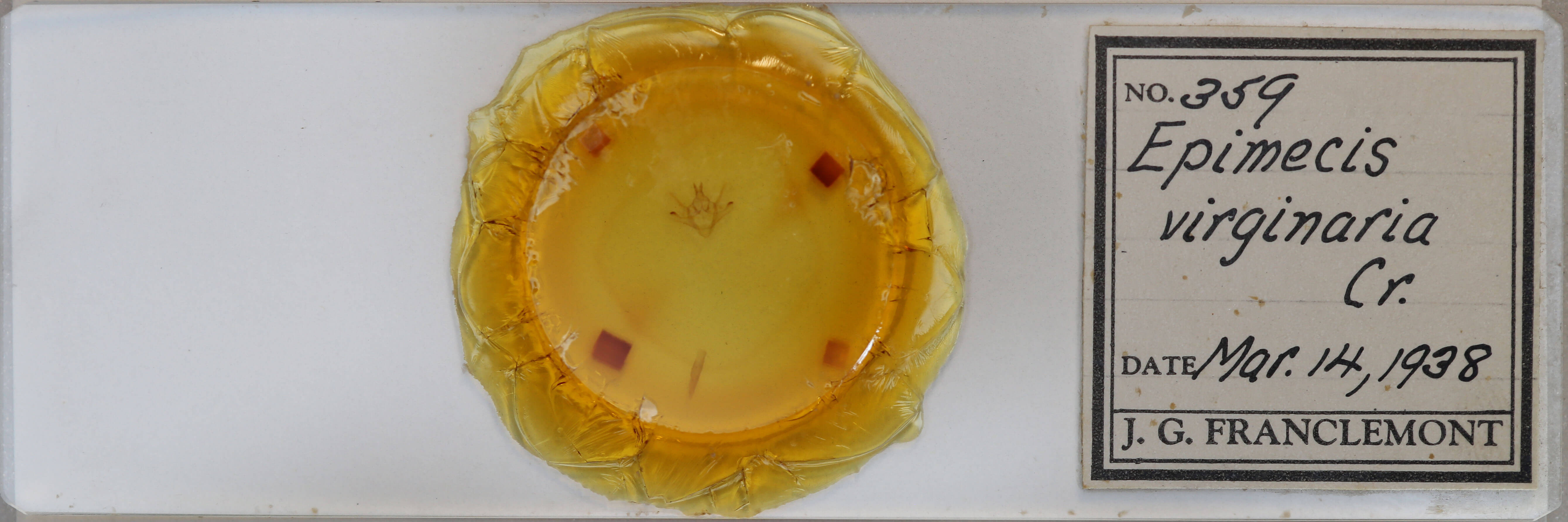 slide view of adult Epimecis hortaria