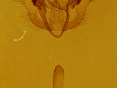 genitalia view of adult Erannis tiliaria