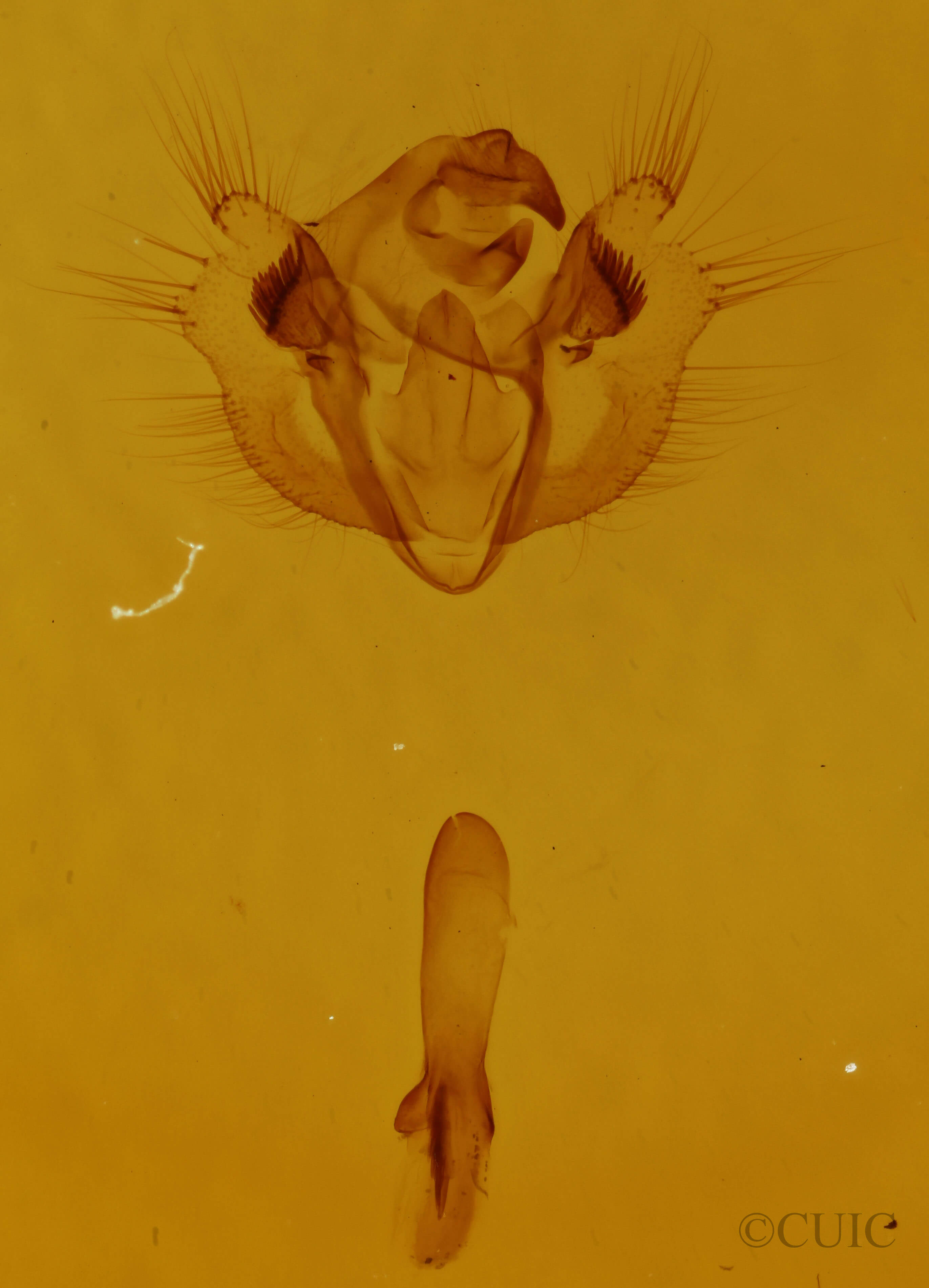 genitalia view of adult Erannis tiliaria