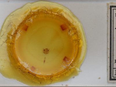 slide view of adult Erannis tiliaria