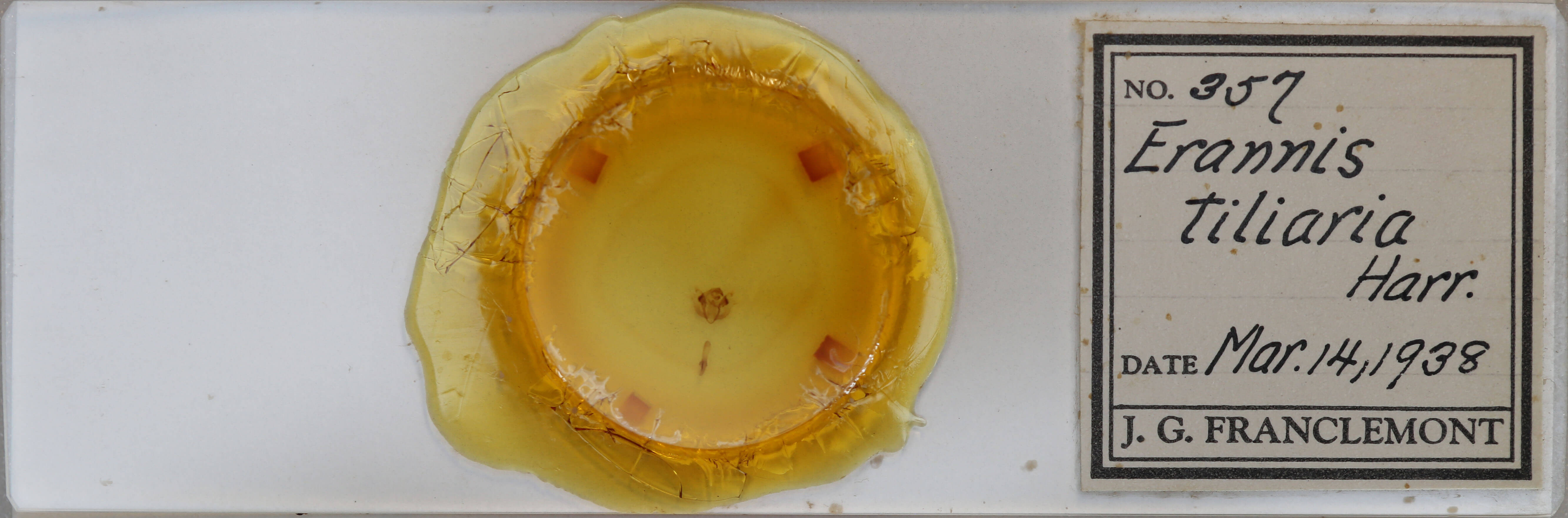 slide view of adult Erannis tiliaria