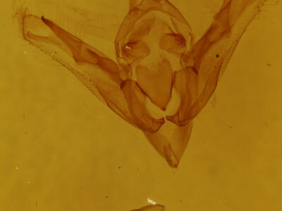 genitalia view of adult Eriopyga sp.