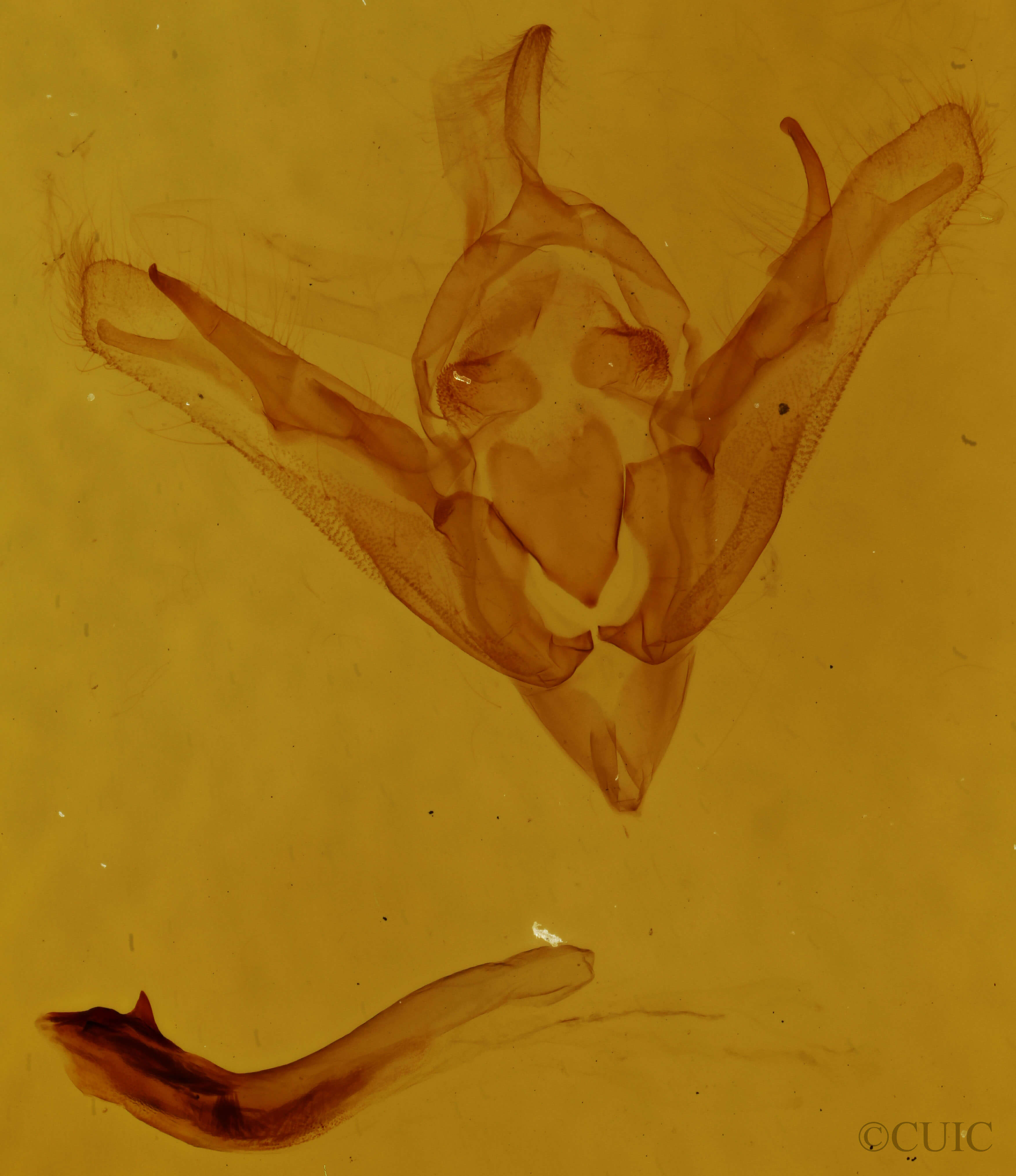 genitalia view of adult Eriopyga sp.