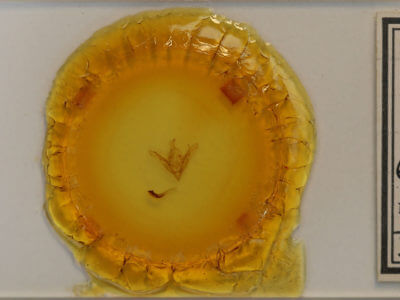 slide view of adult Eriopyga sp.