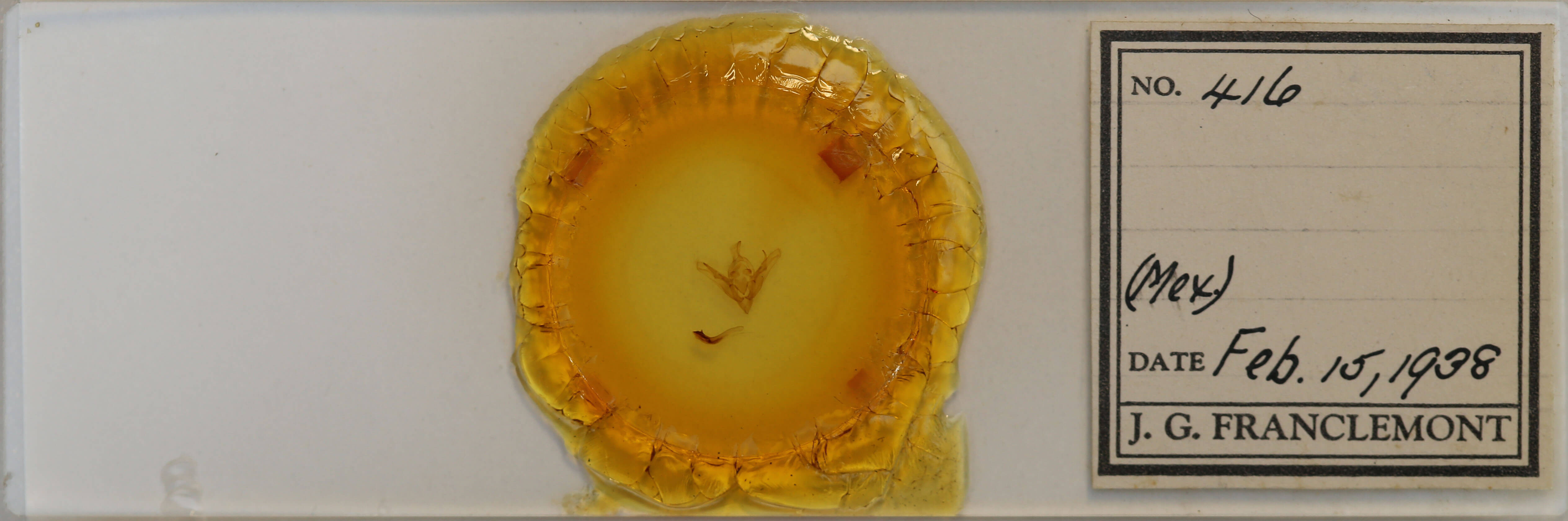 slide view of adult Eriopyga sp.