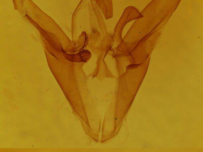 genitalia view of adult Euclidia cuspidea