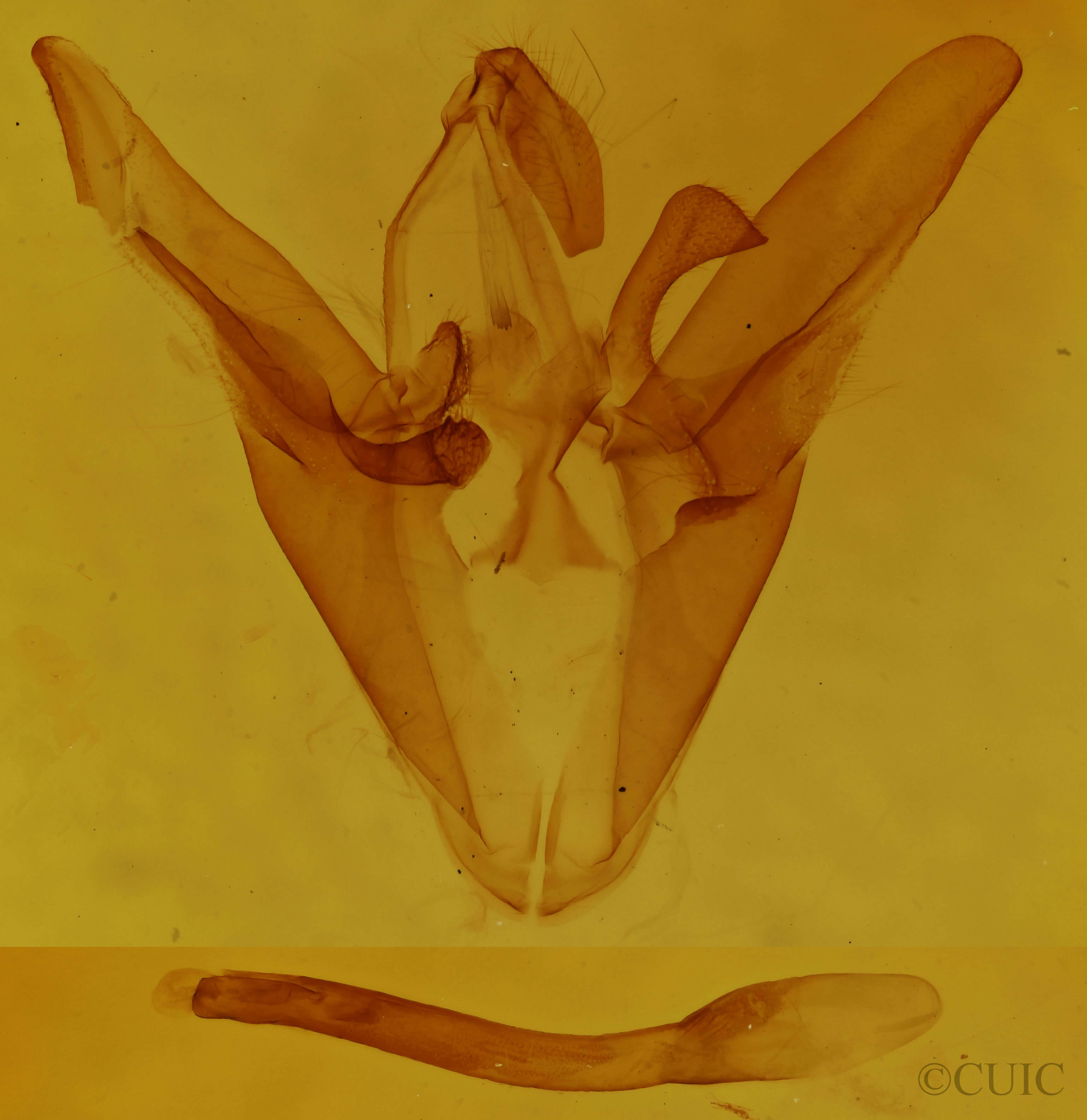 genitalia view of adult Euclidia cuspidea