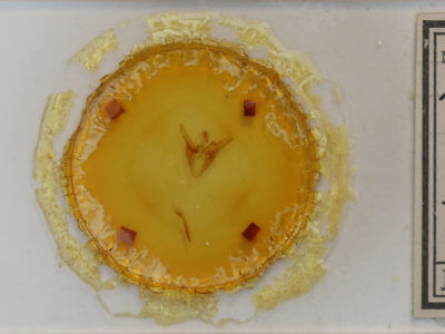 slide view of adult Euclidia cuspidea