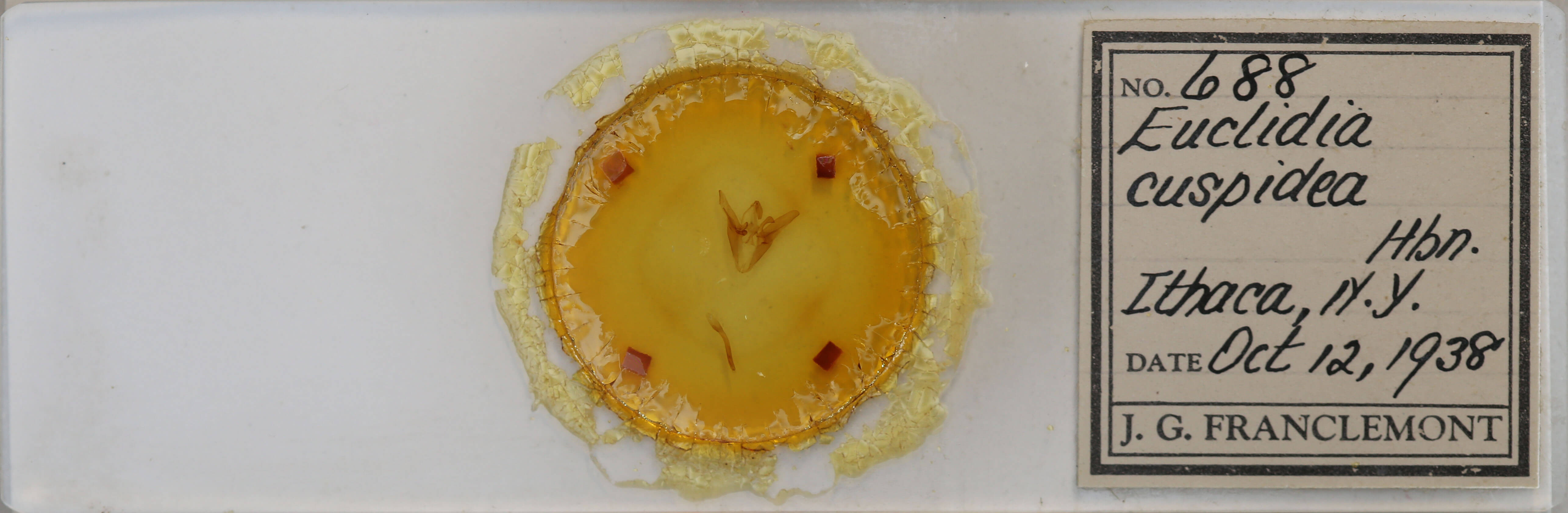 slide view of adult Euclidia cuspidea