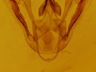 genitalia view of adult Eufidonia notataria