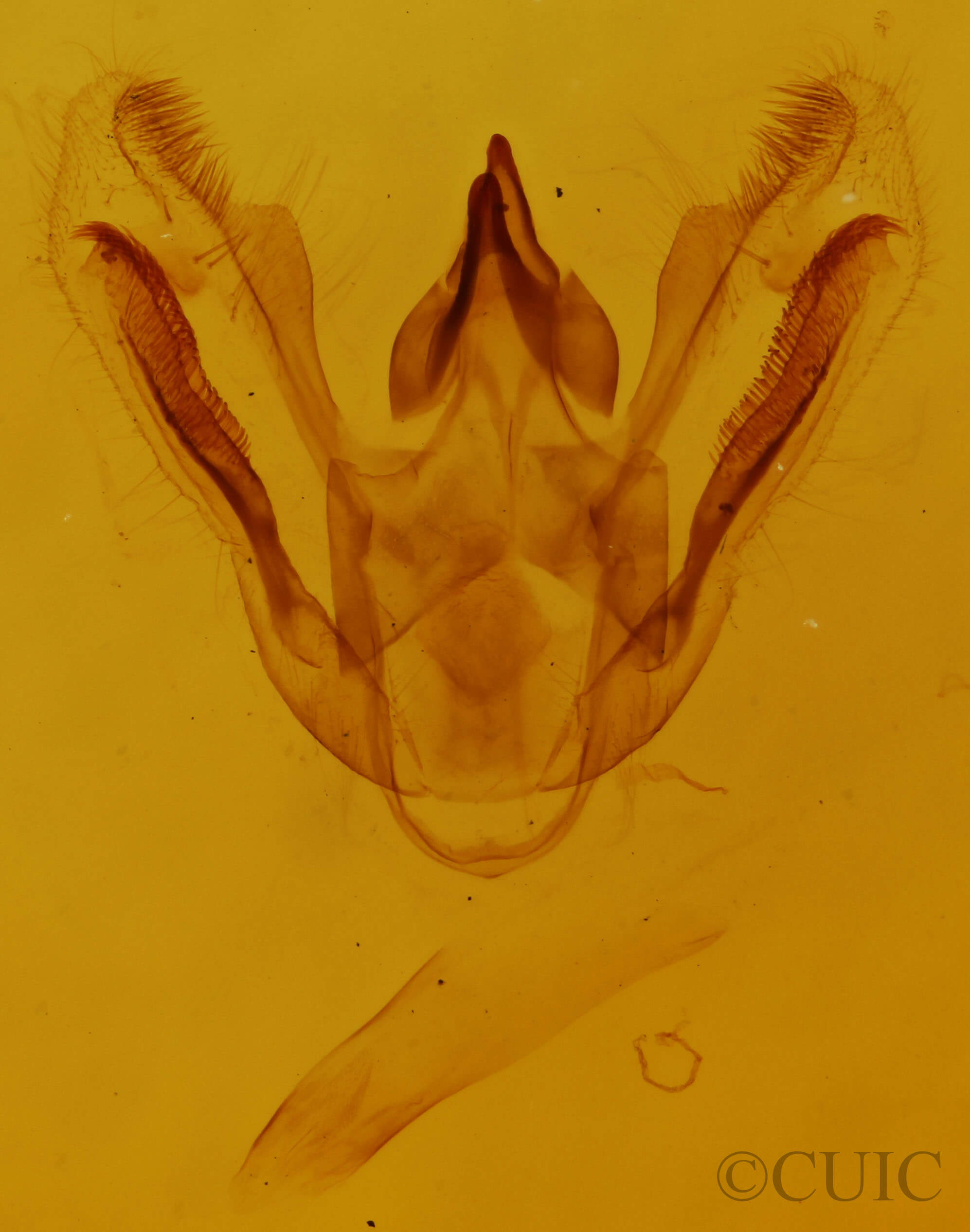 genitalia view of adult Eufidonia notataria