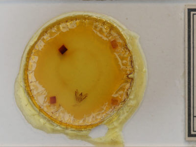 slide view of adult Eufidonia notataria