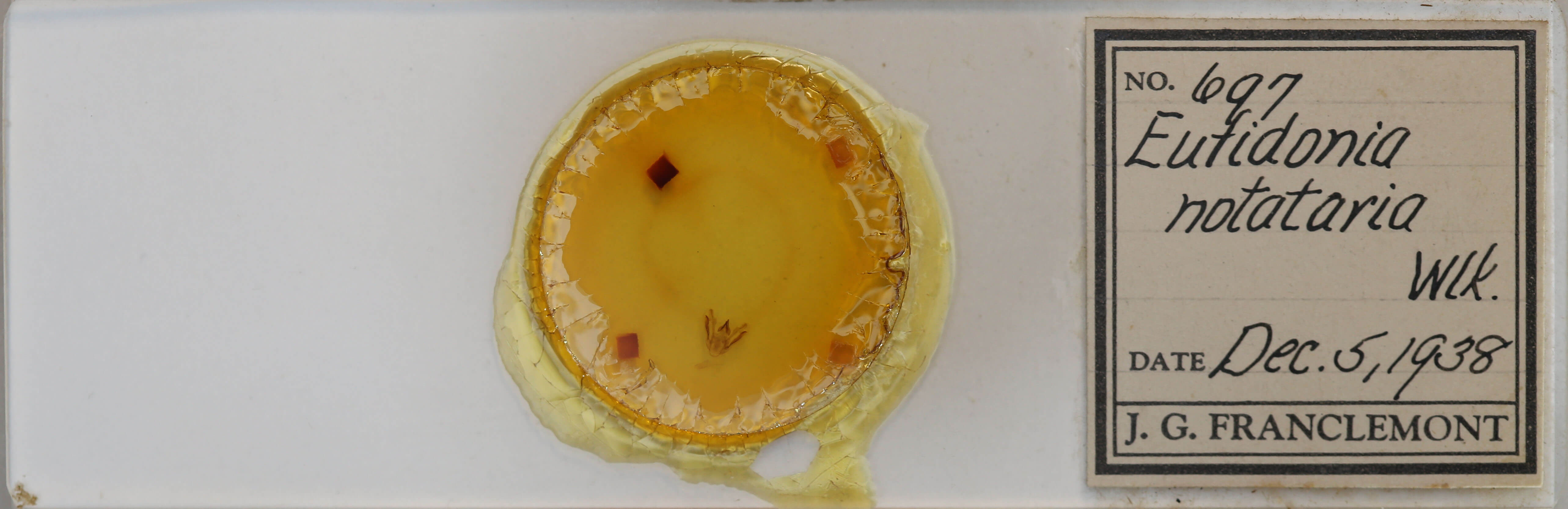 slide view of adult Eufidonia notataria