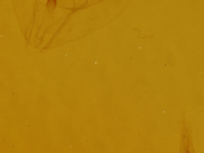 genitalia view of adult Eugonobapta nivosaria