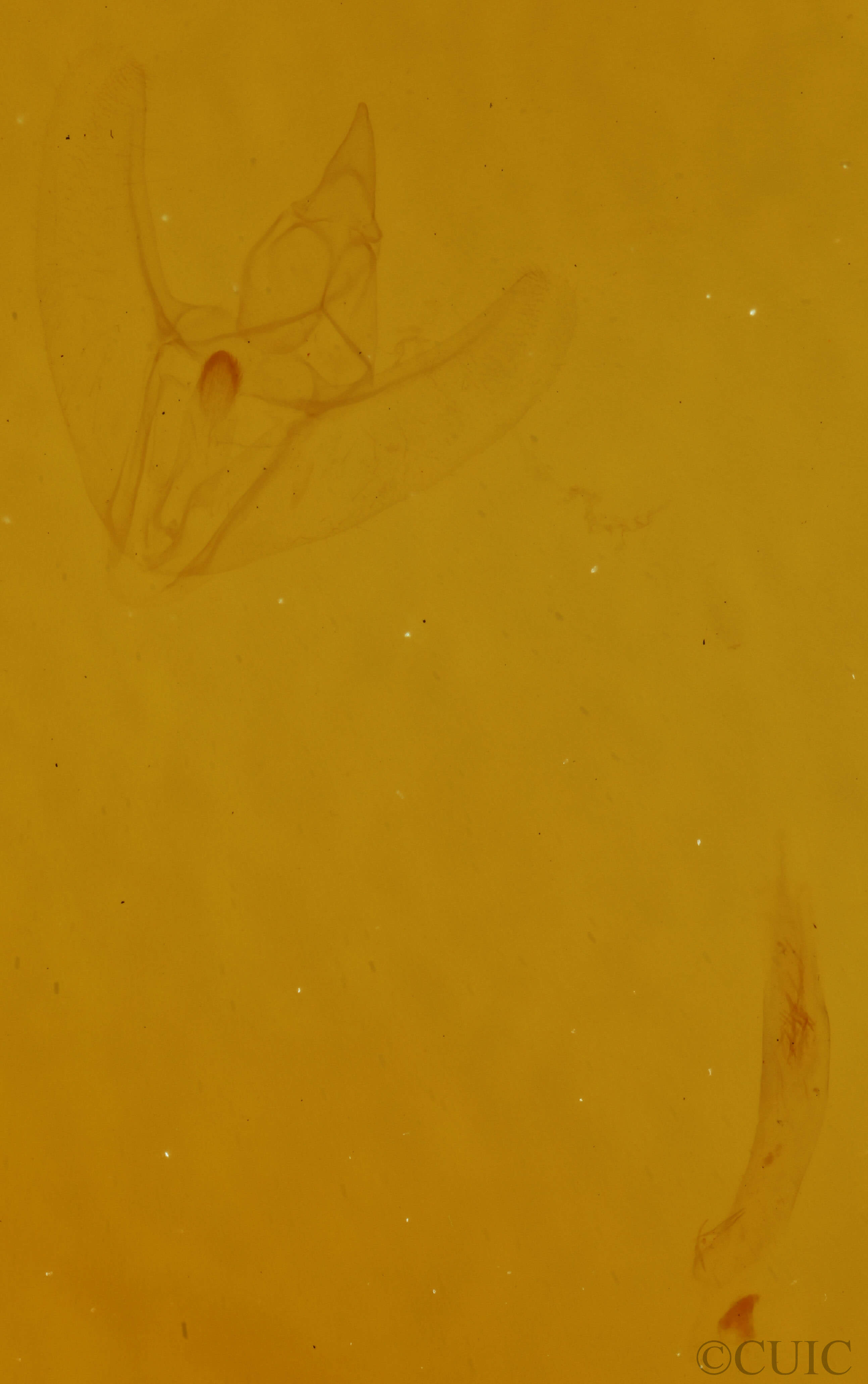 genitalia view of adult Eugonobapta nivosaria