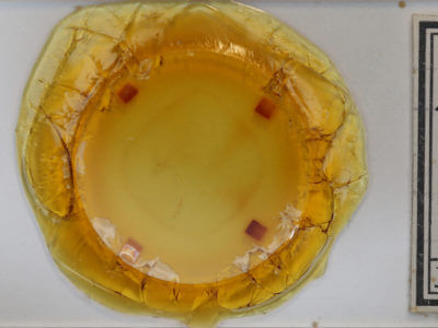 slide view of adult Eugonobapta nivosaria