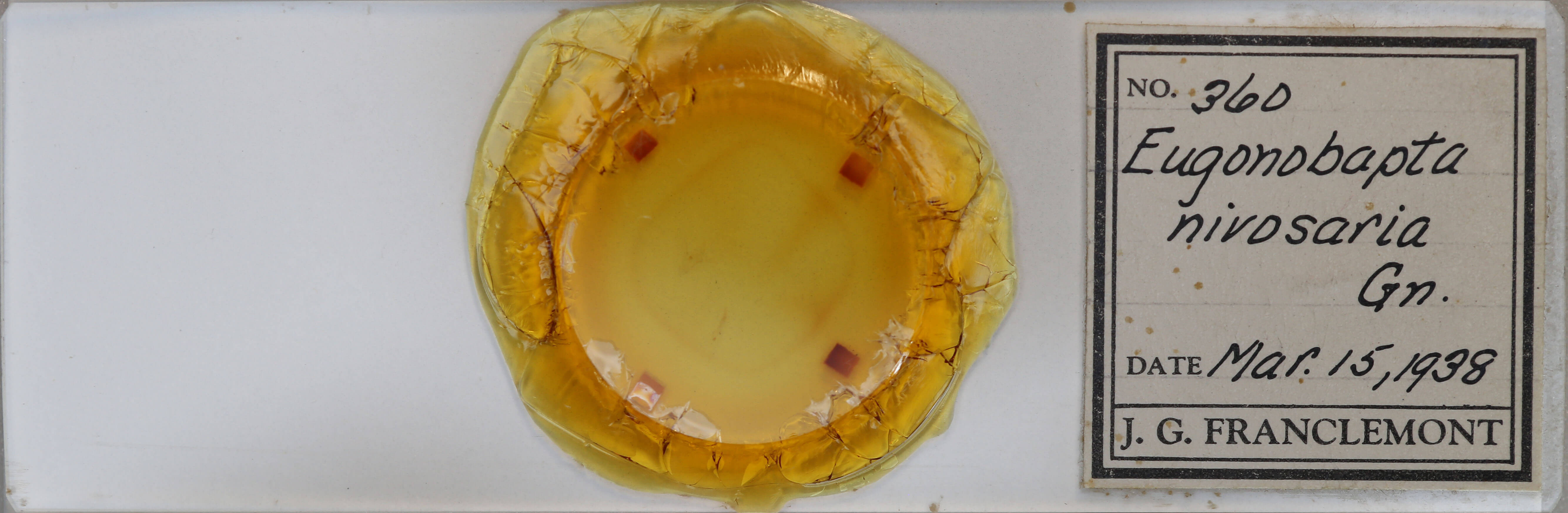 slide view of adult Eugonobapta nivosaria