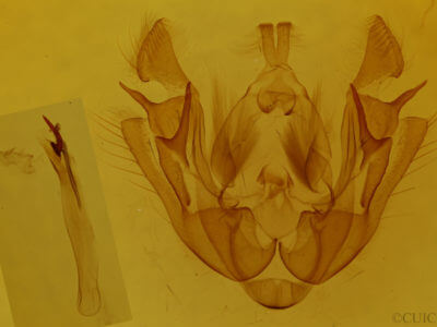 genitalia view of adult Euplexia benesimilis