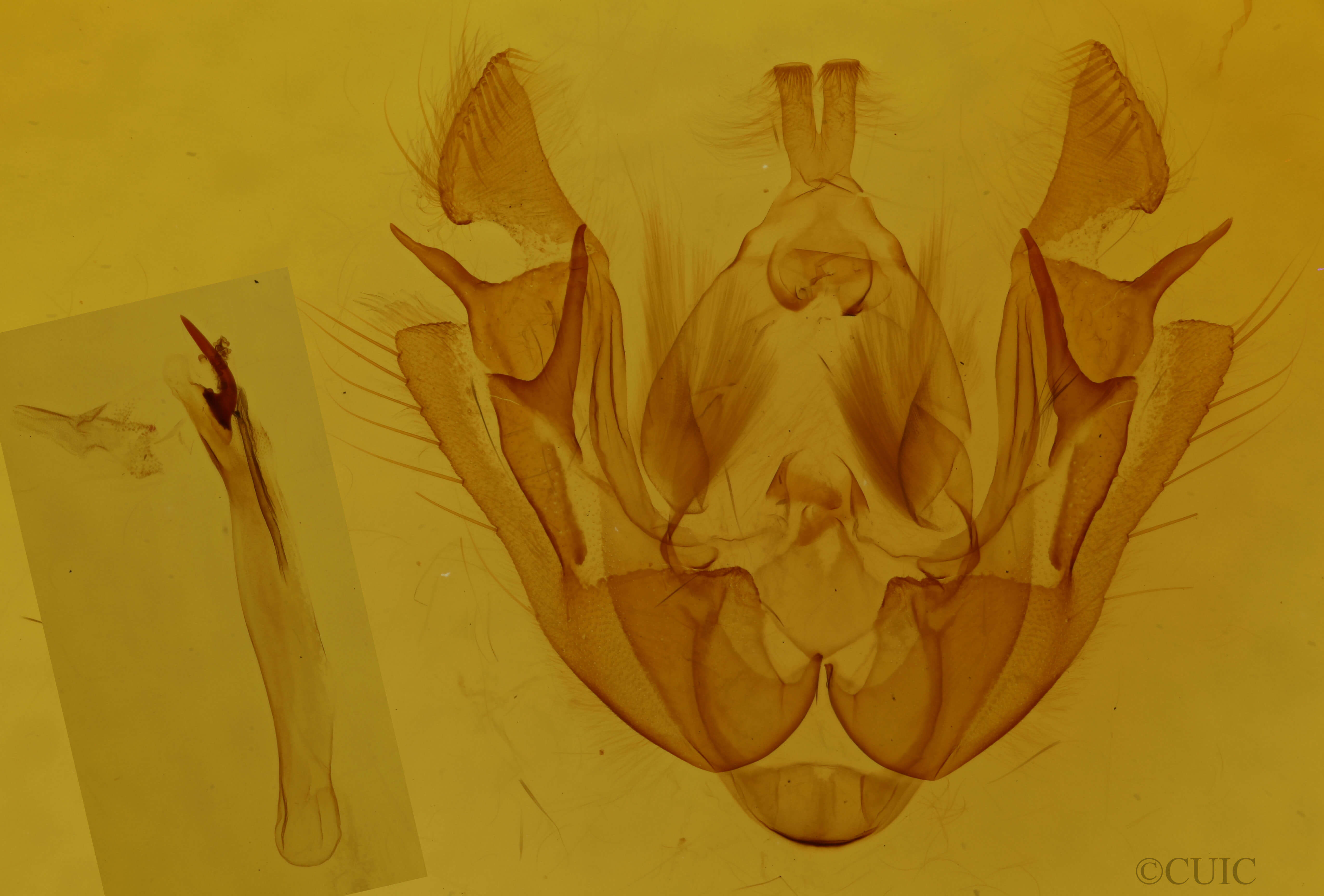 genitalia view of adult Euplexia benesimilis