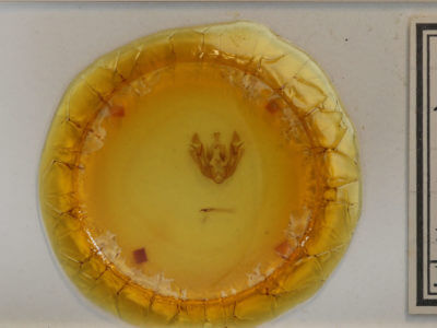 slide view of adult Euplexia benesimilis