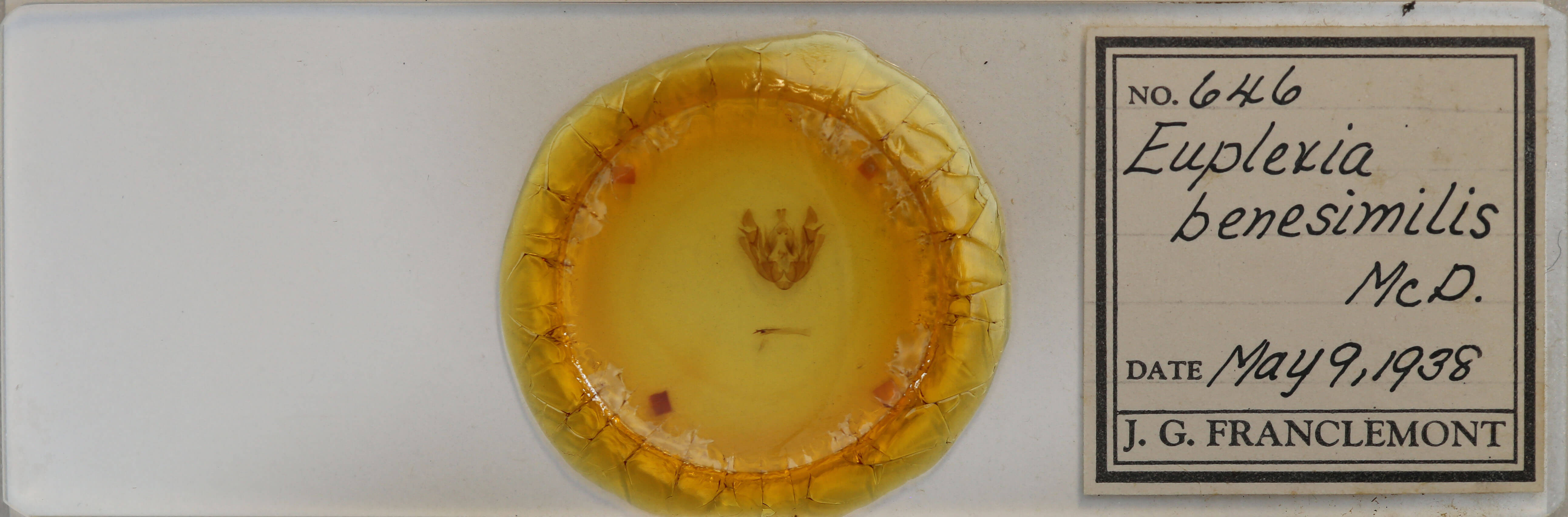 slide view of adult Euplexia benesimilis