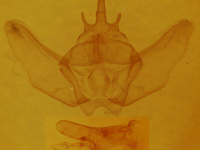 genitalia view of adult Euthyatira pudens