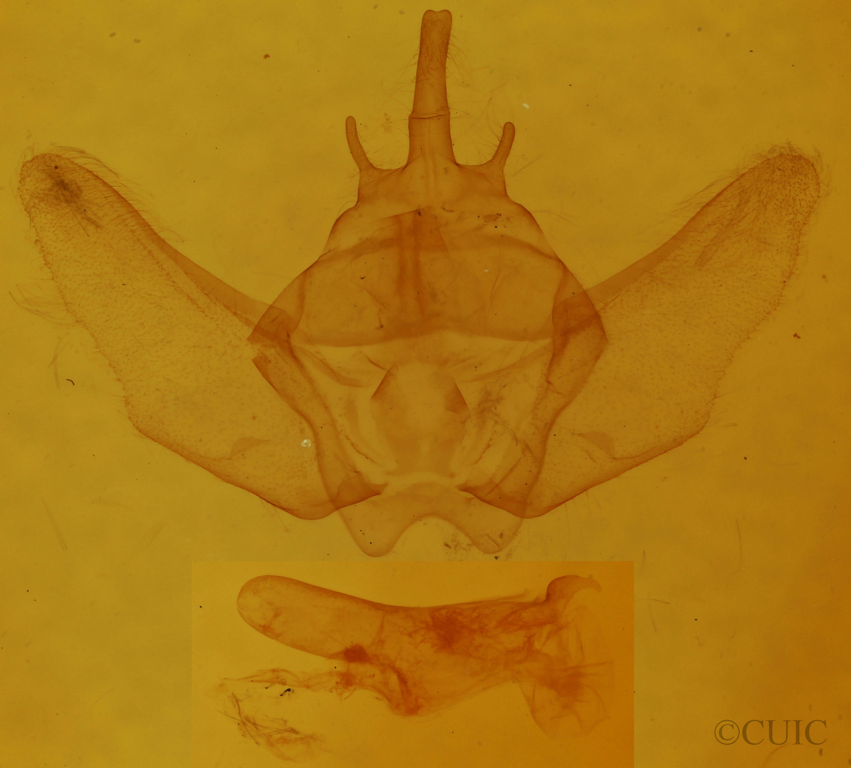 genitalia view of adult Euthyatira pudens
