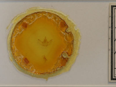 slide view of adult Euthyatira pudens