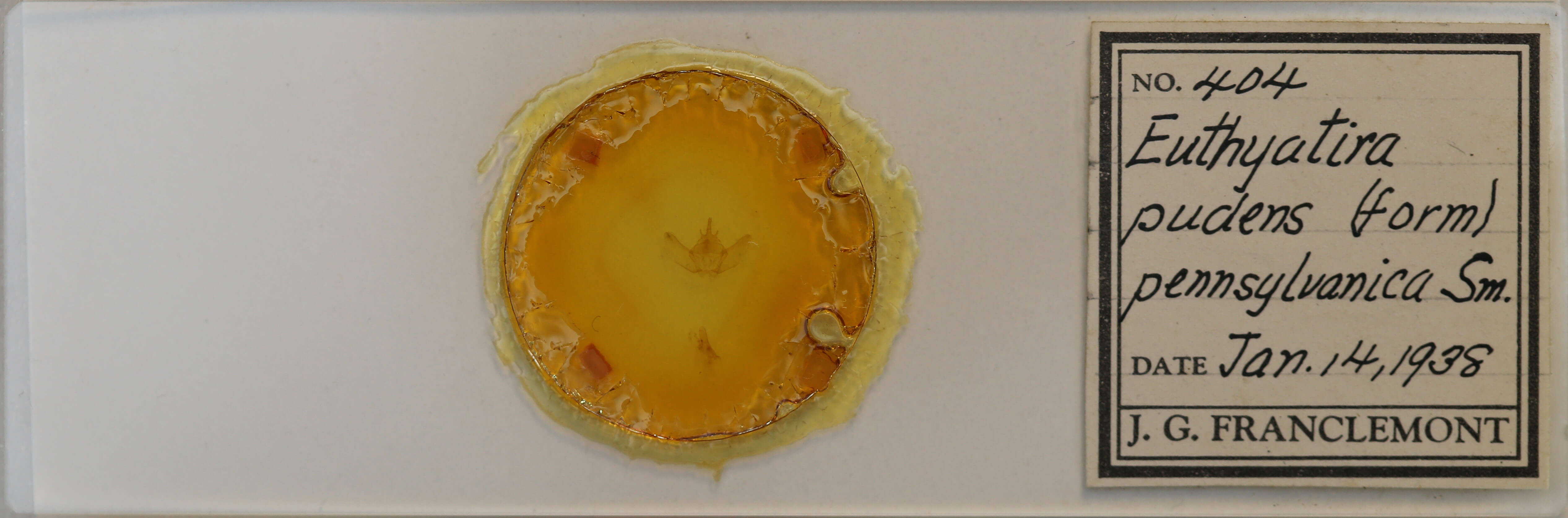 slide view of adult Euthyatira pudens