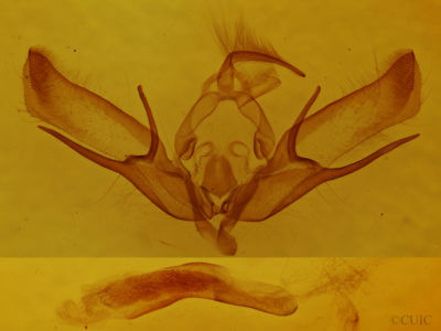 genitalia view of adult Euxoa tessellata