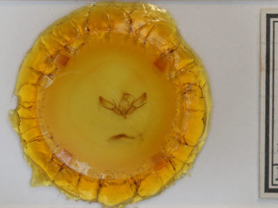 slide view of adult Euxoa tessellata