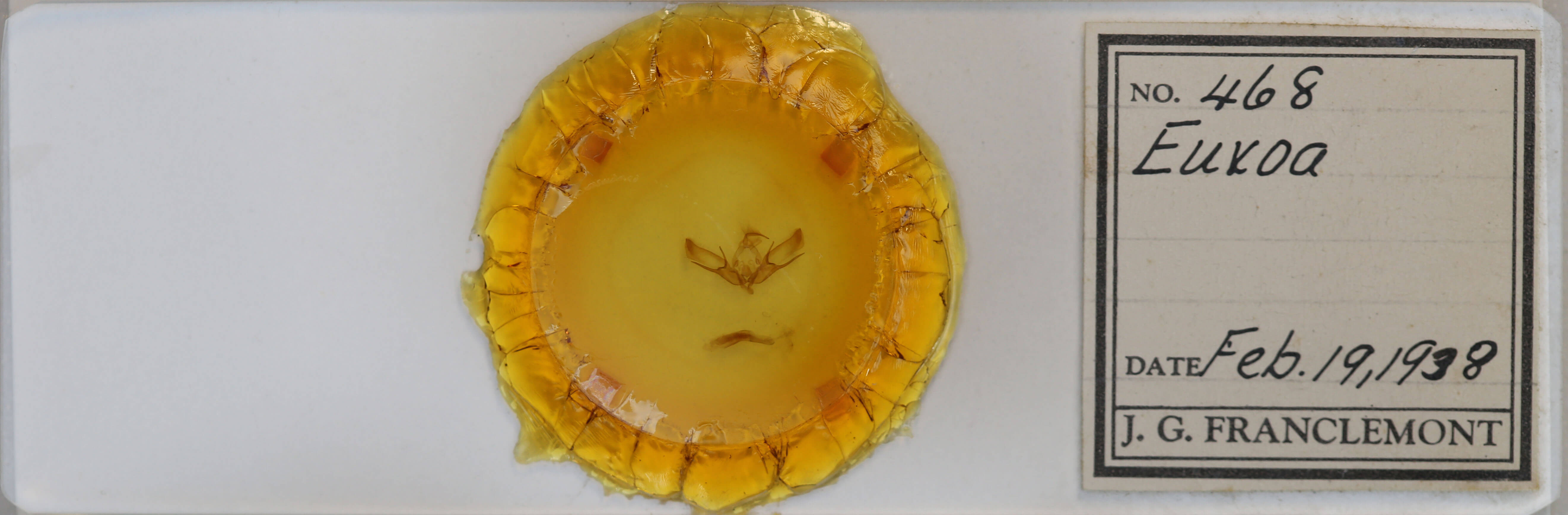 slide view of adult Euxoa tessellata