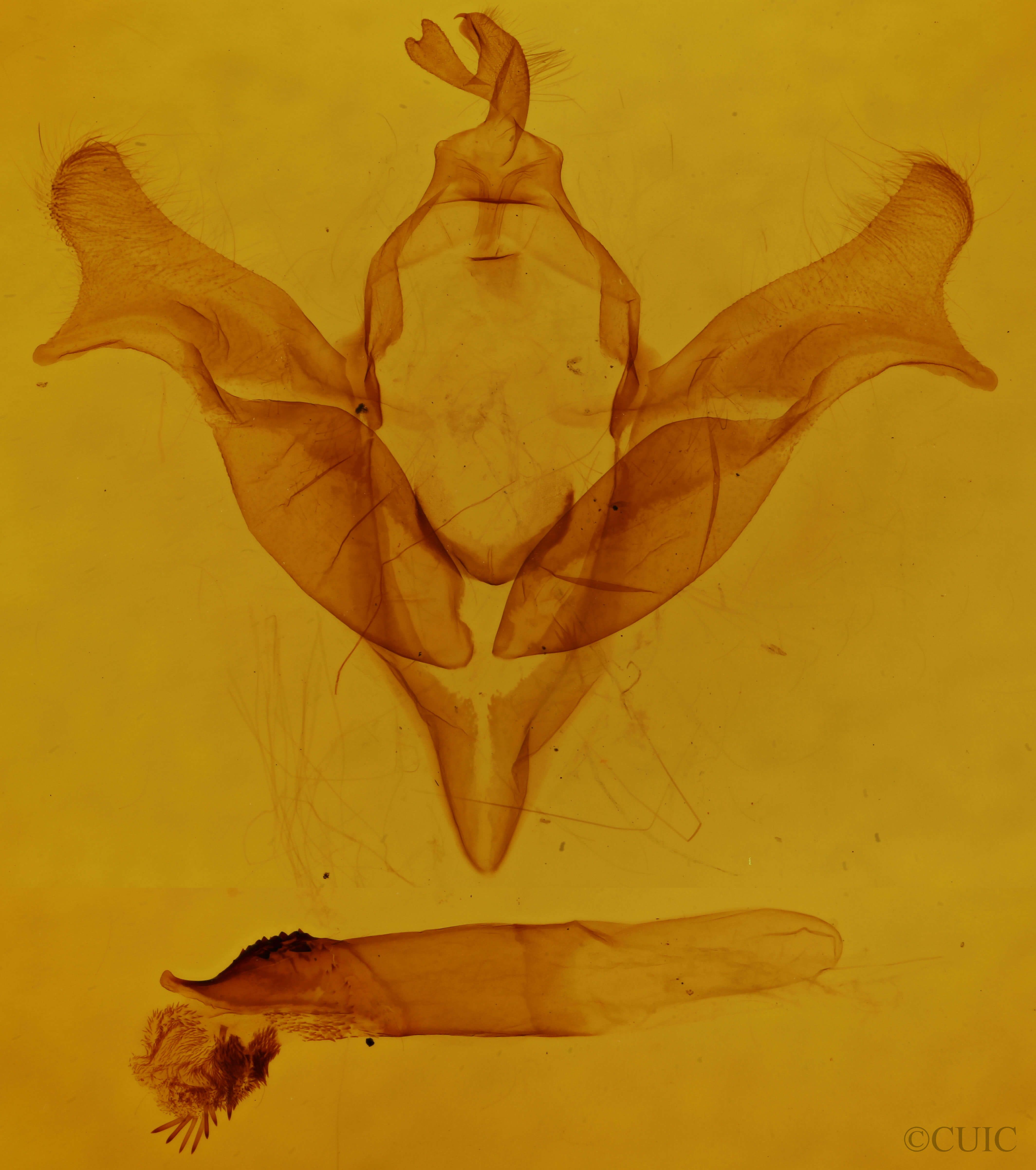 genitalia view of adult Feralia comstocki