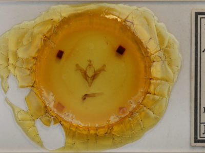 slide view of adult Feralia comstocki