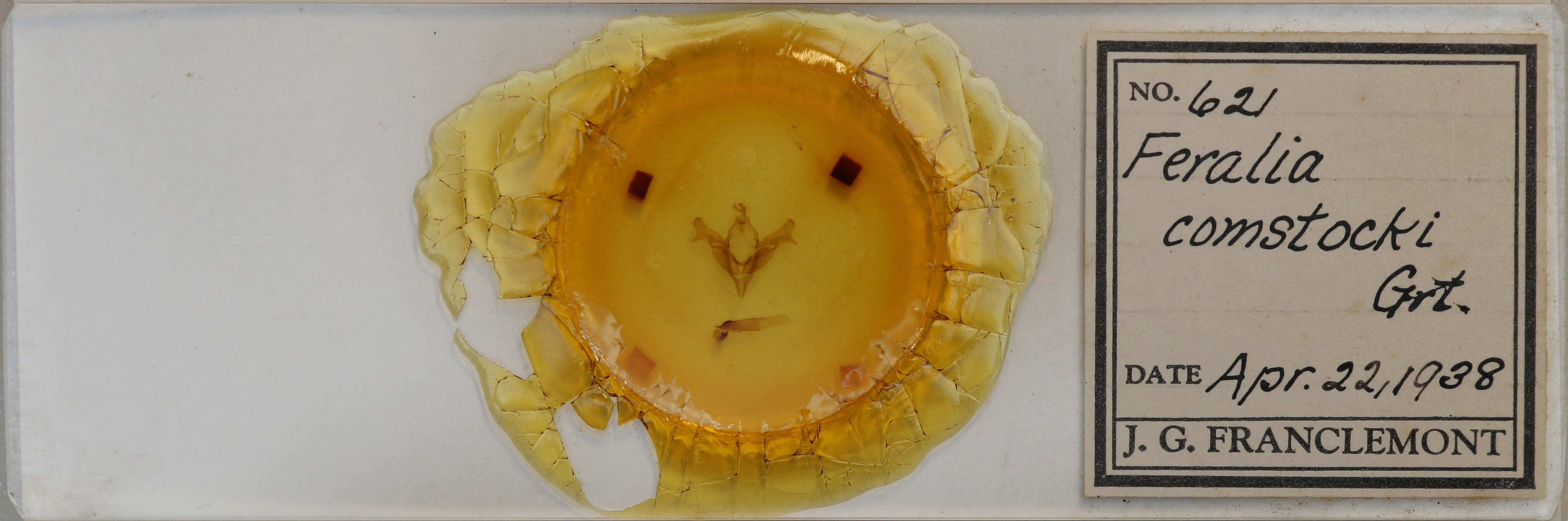 slide view of adult Feralia comstocki