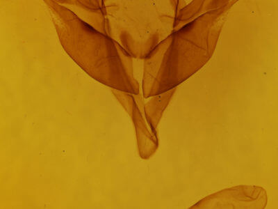 genitalia view of adult Feralia jocosa