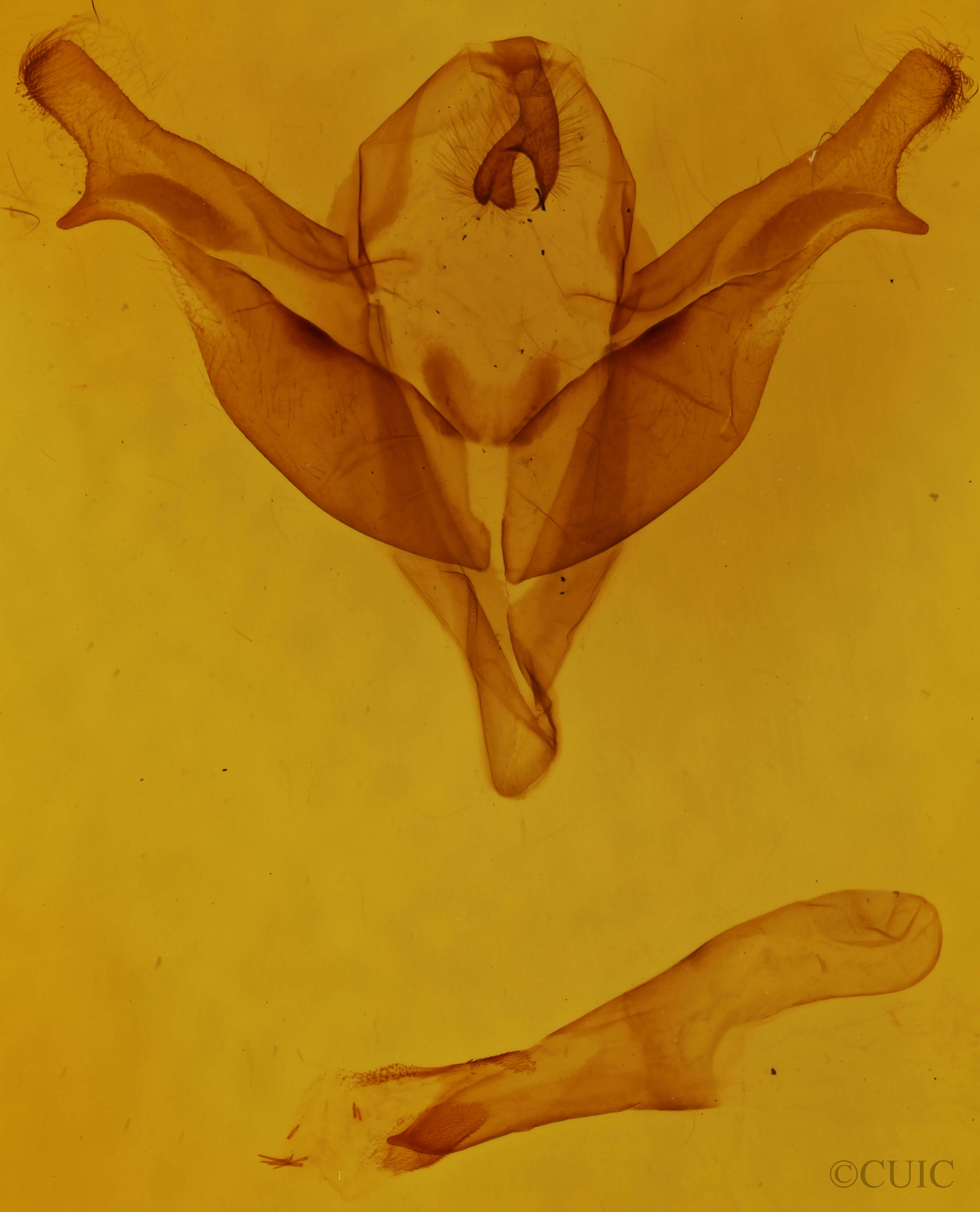 genitalia view of adult Feralia jocosa