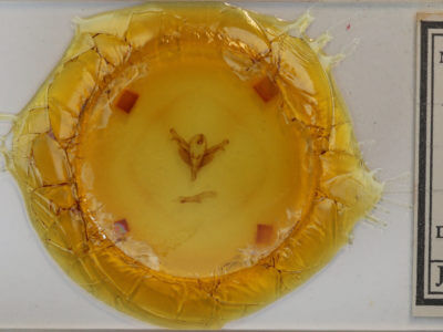 slide view of adult Feralia jocosa