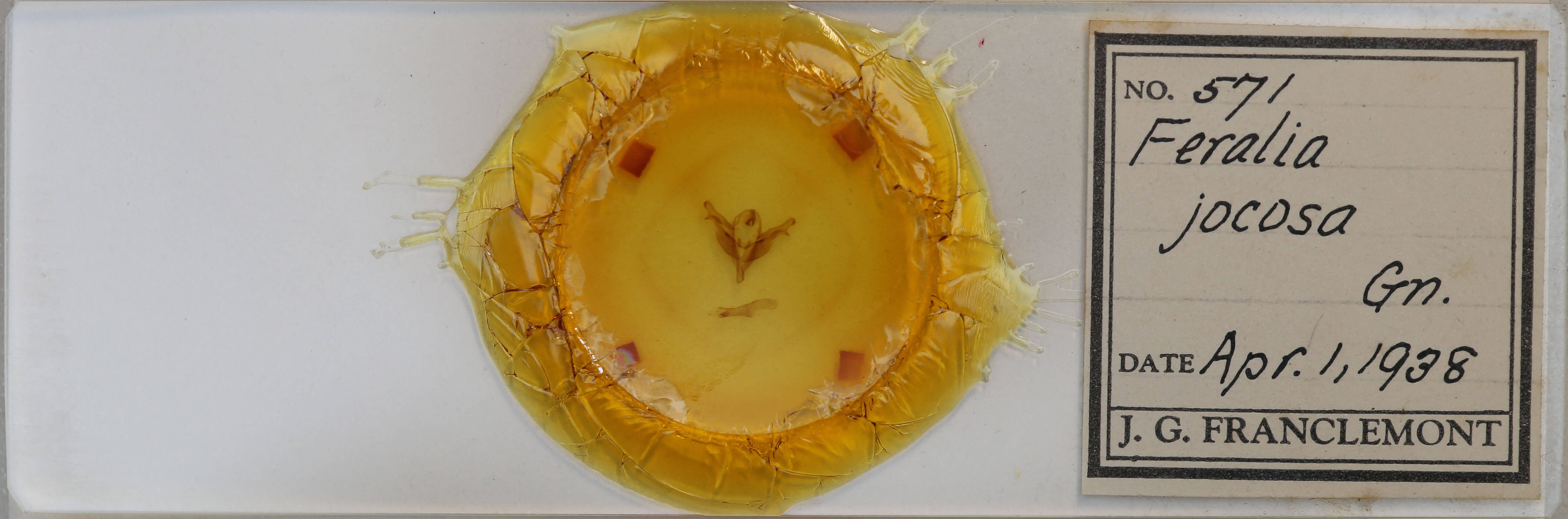 slide view of adult Feralia jocosa