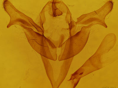 genitalia view of adult Feralia jocosa