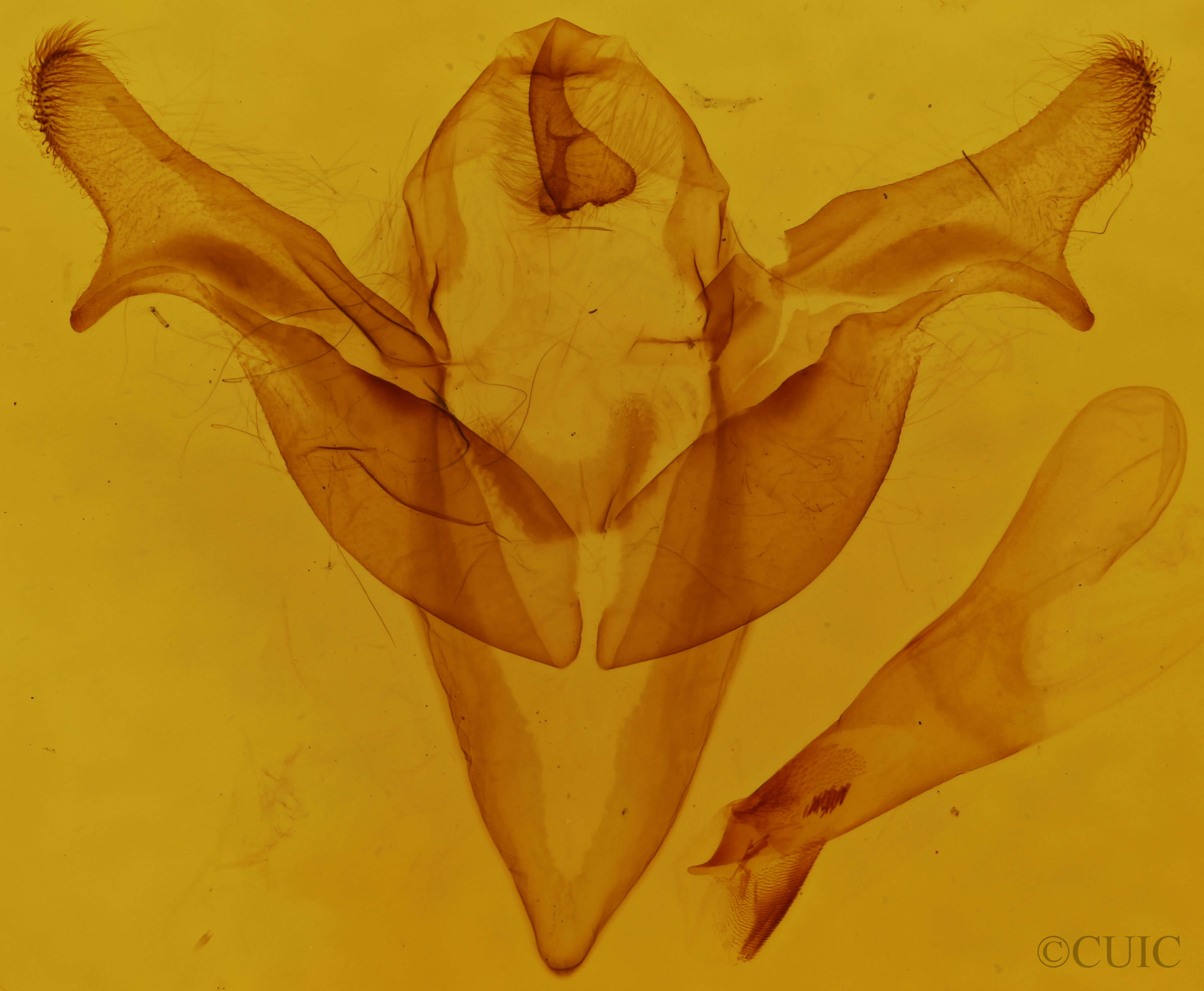 genitalia view of adult Feralia jocosa