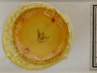 slide view of adult Feralia jocosa