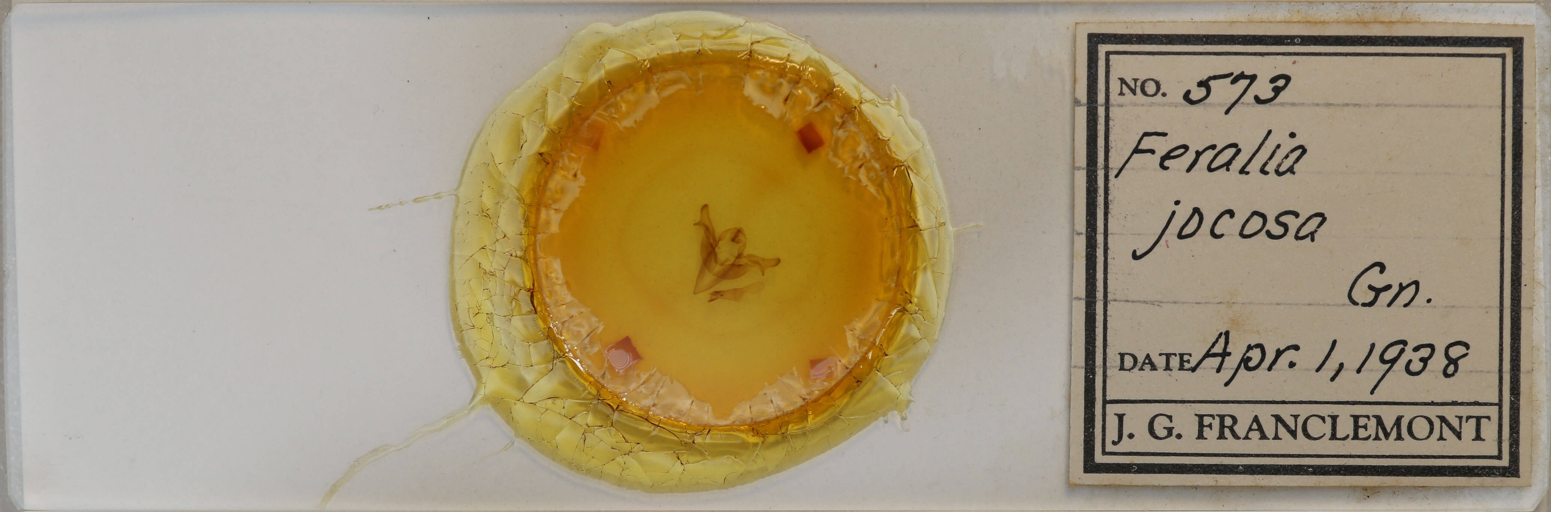 slide view of adult Feralia jocosa